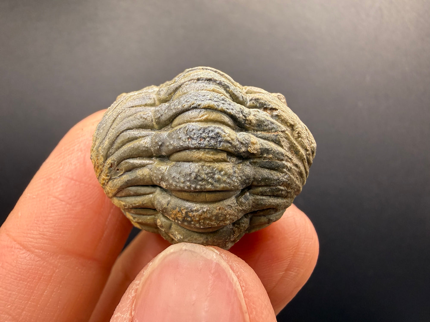 Enrolled Moroccops Trilobite