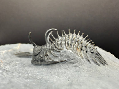 Walliserops Trilobite