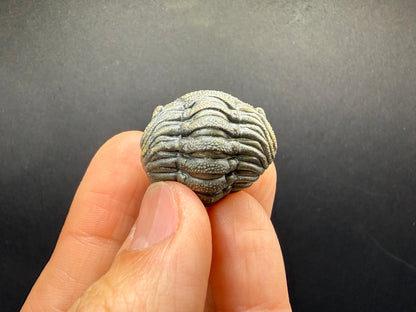 Enrolled Moroccops Trilobite