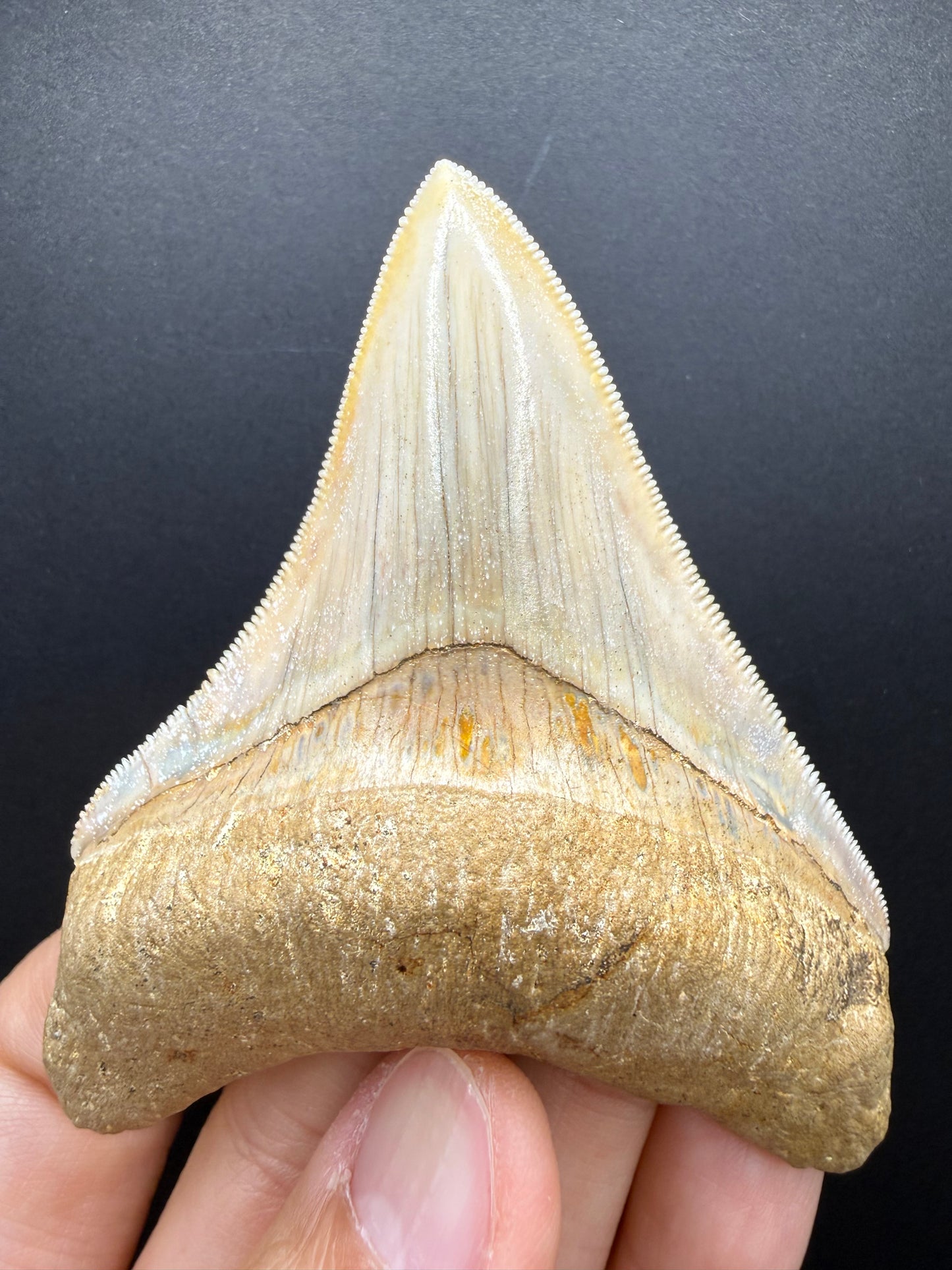 Megalodon Tooth