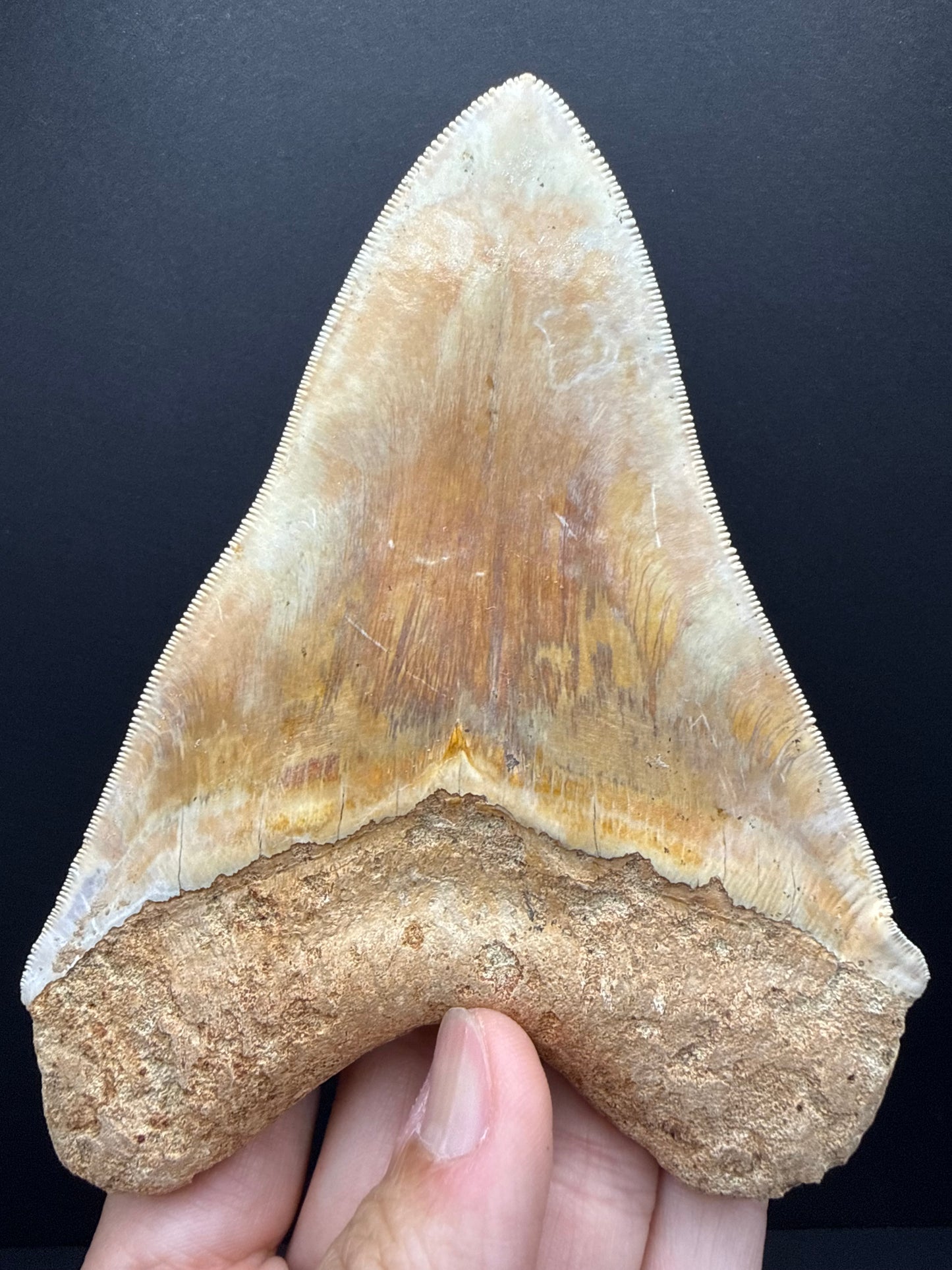 Megalodon Tooth
