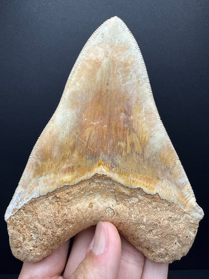 Megalodon Tooth