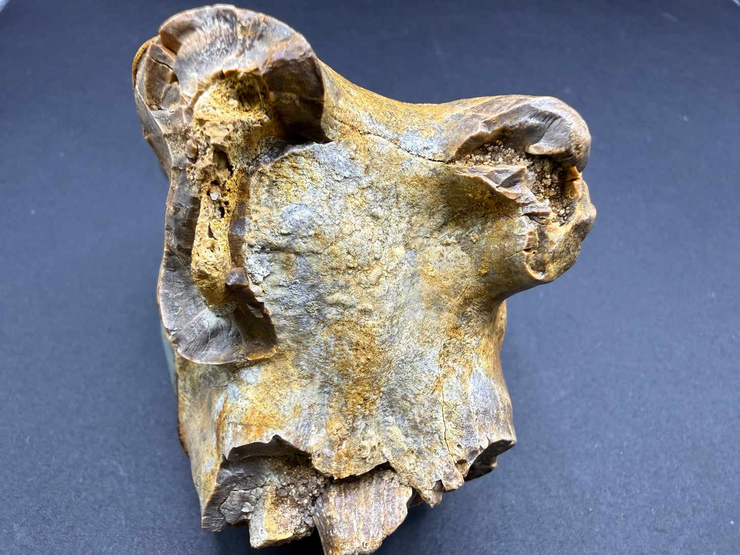 Rhino Tooth