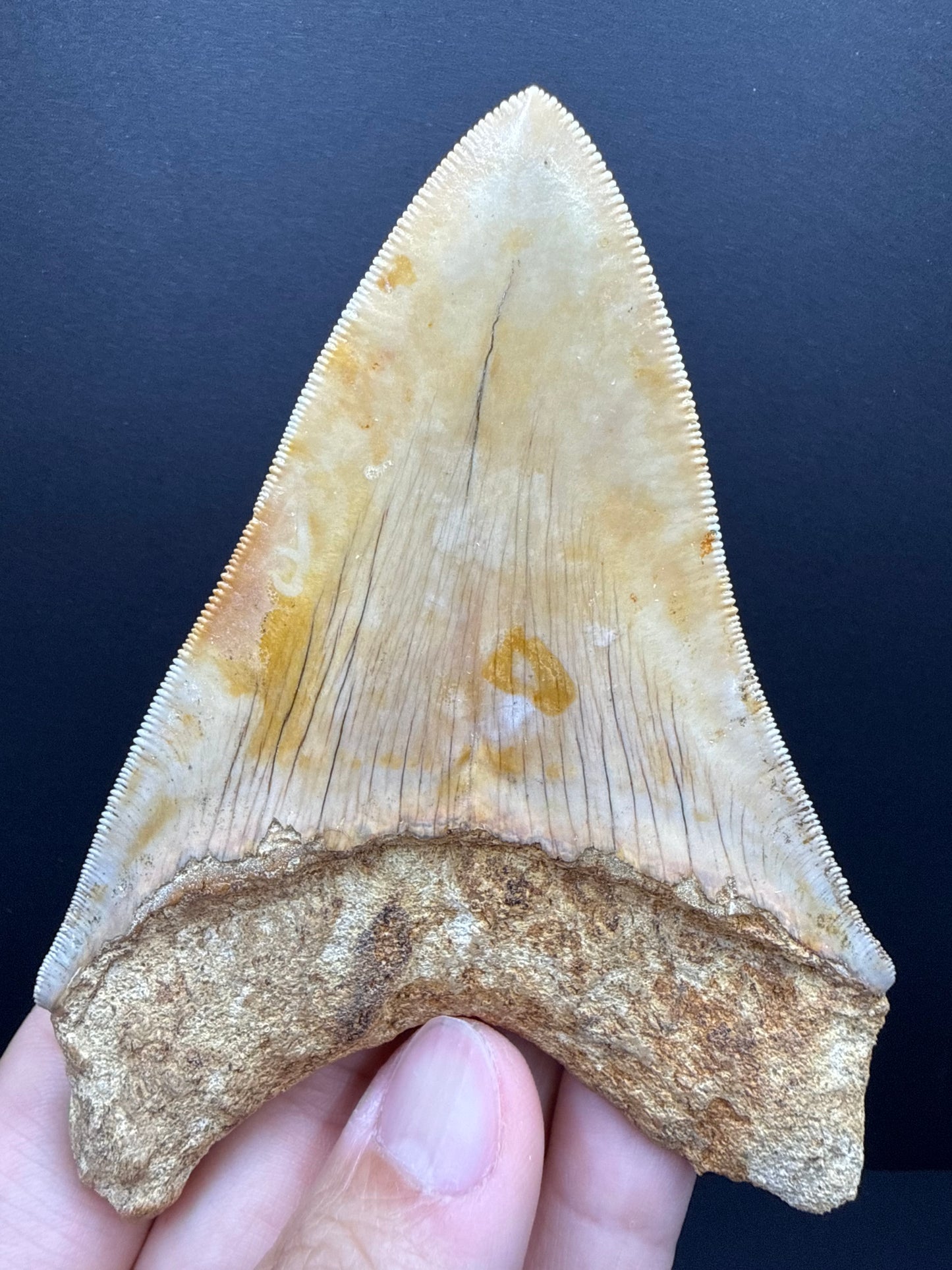Megalodon Tooth