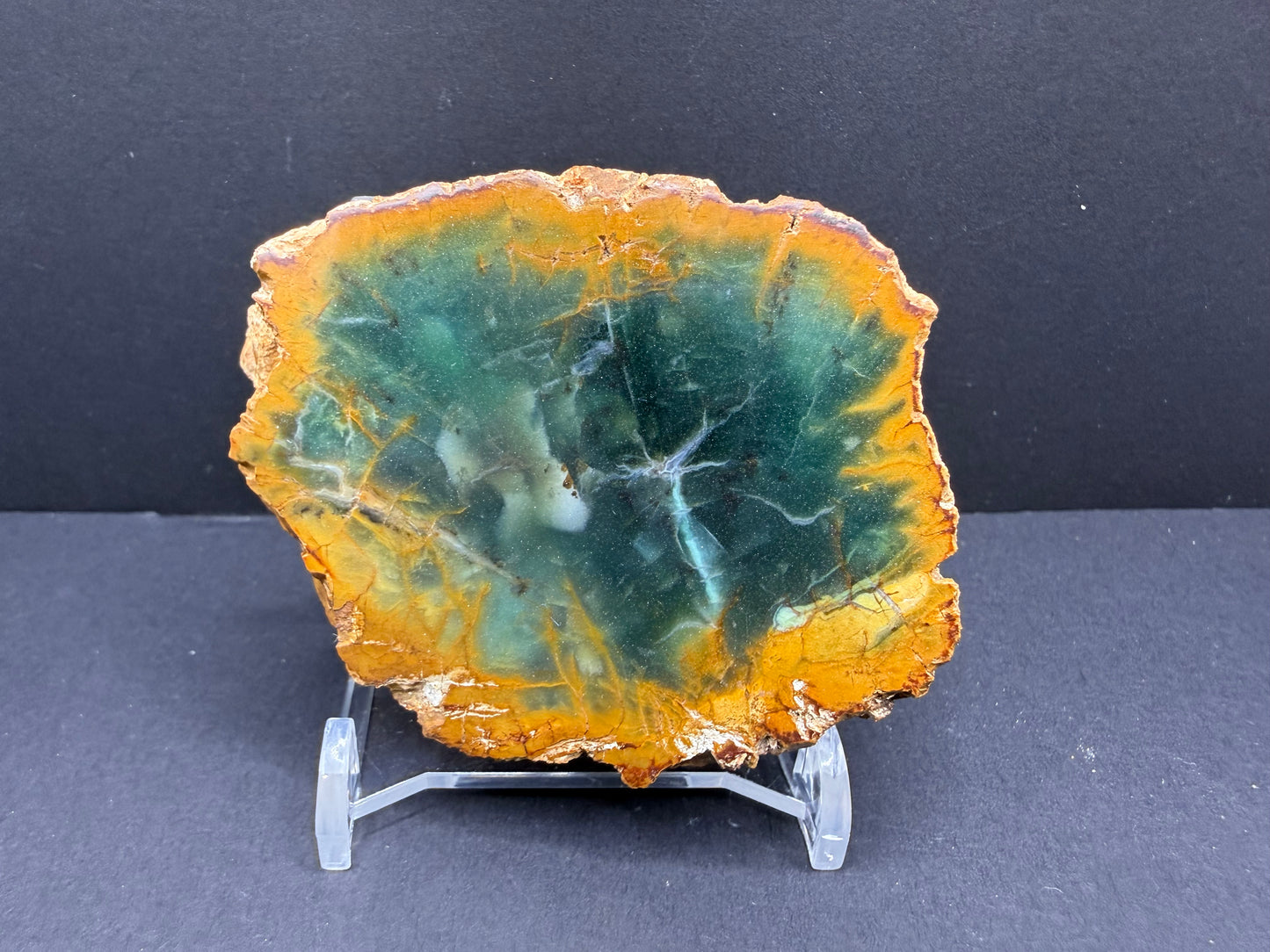 Woodworthia Petrified Wood