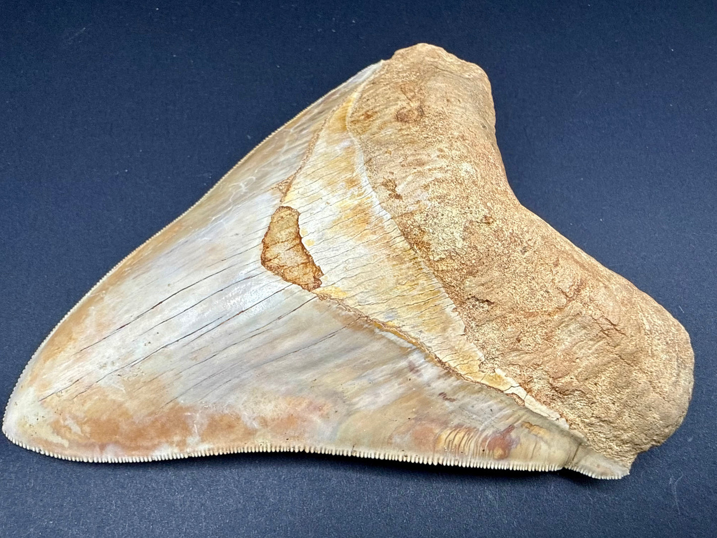 Megalodon Tooth