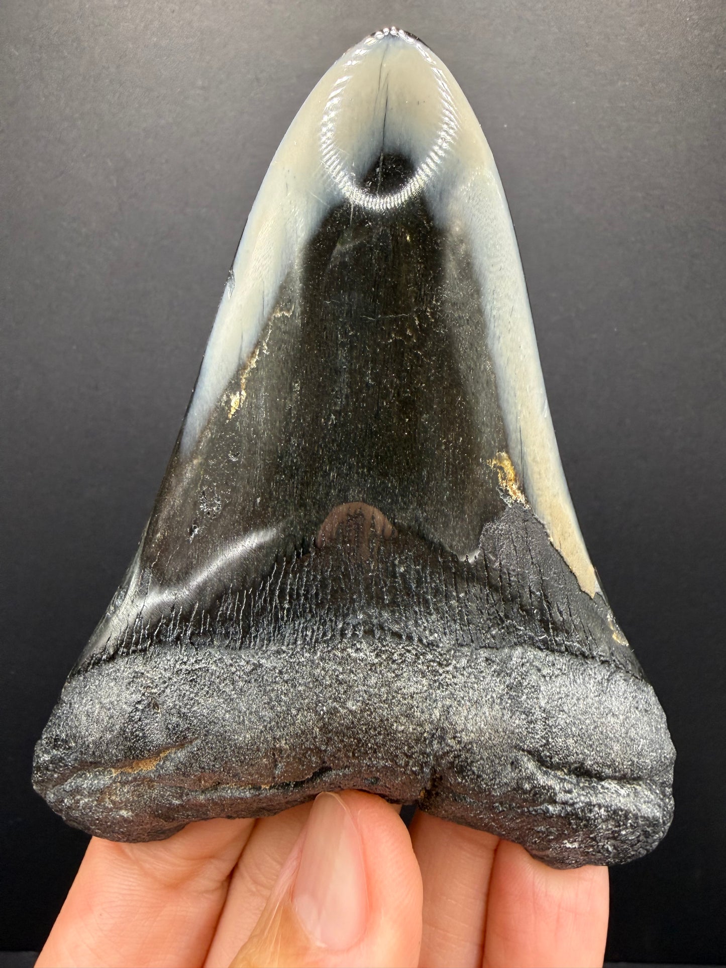Megalodon Tooth