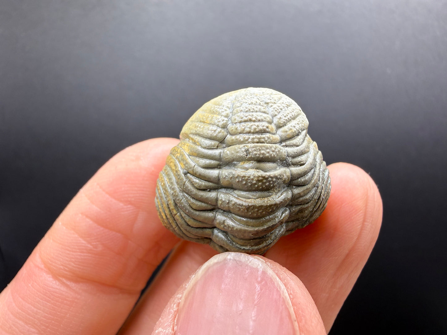 Enrolled Moroccops Trilobite