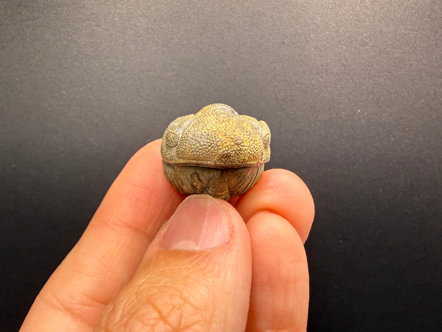 Enrolled Moroccops Trilobite