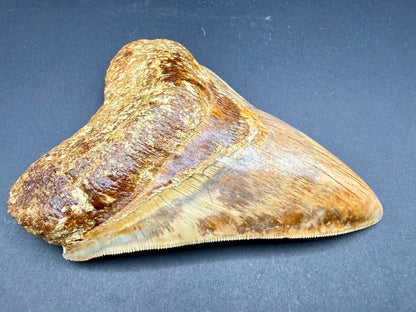 Megalodon Tooth