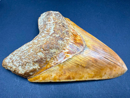 Megalodon Tooth