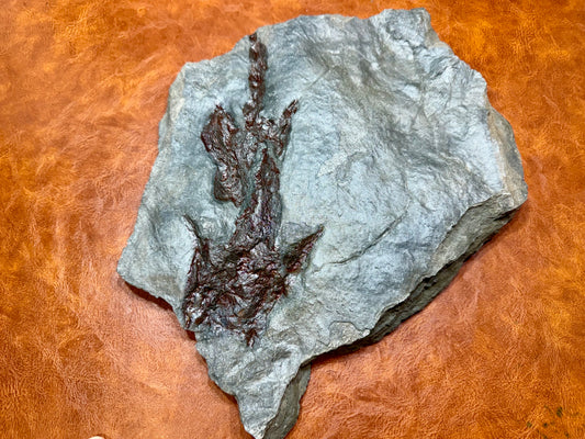 Dinosaur trace