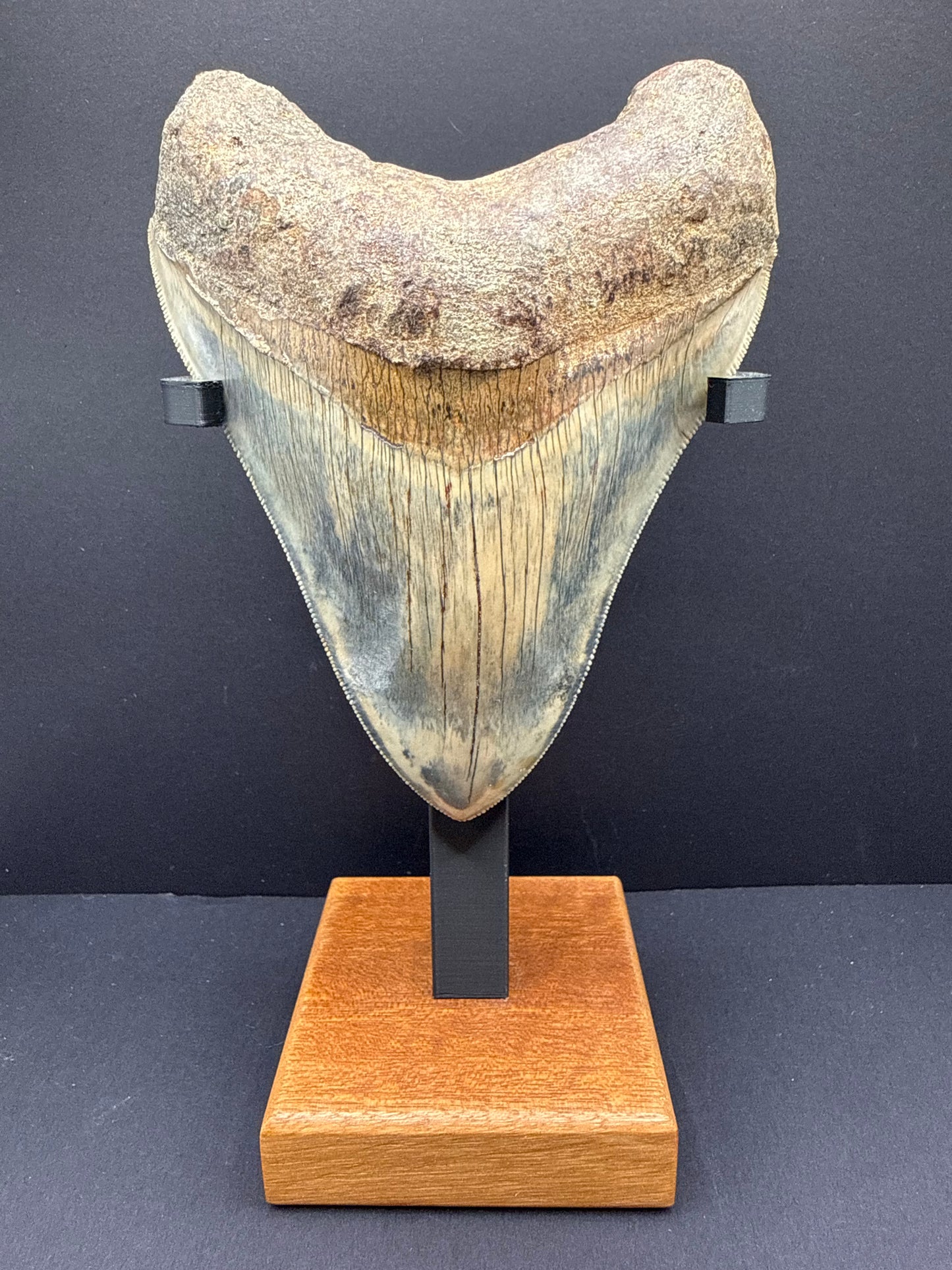 Megalodon Tooth