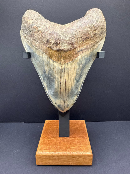 Megalodon Tooth
