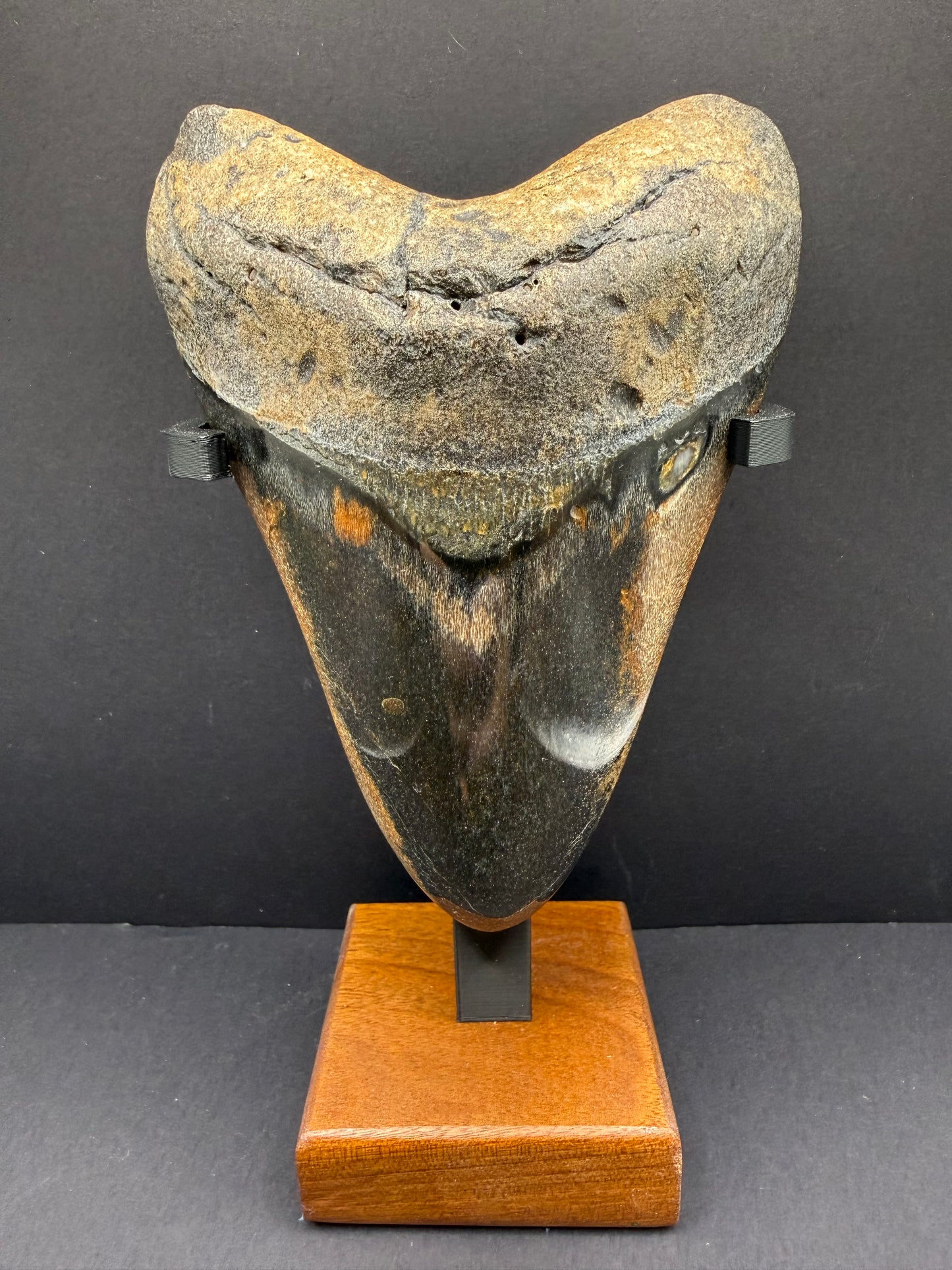 Megalodon Tooth