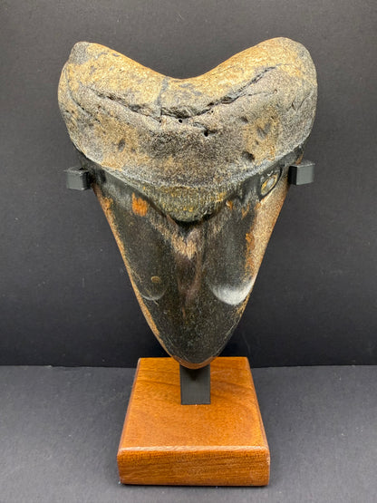 Megalodon Tooth