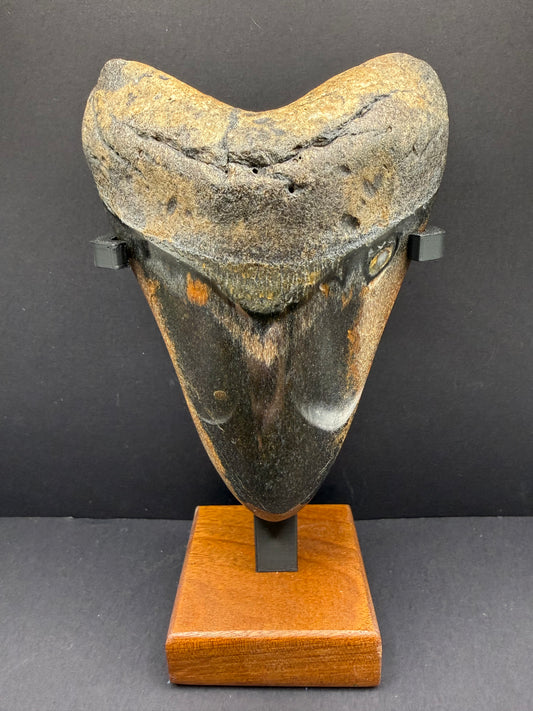 Megalodon Tooth
