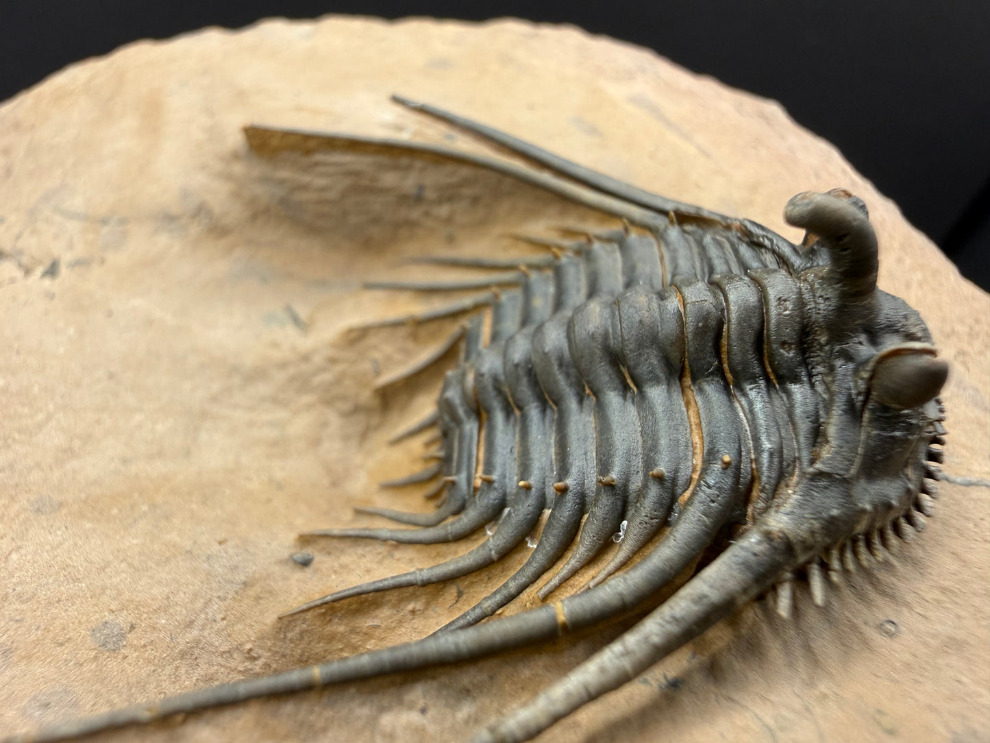 Kettneraspis Trilobite