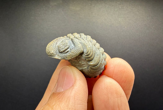 Enrolled Moroccops Trilobite
