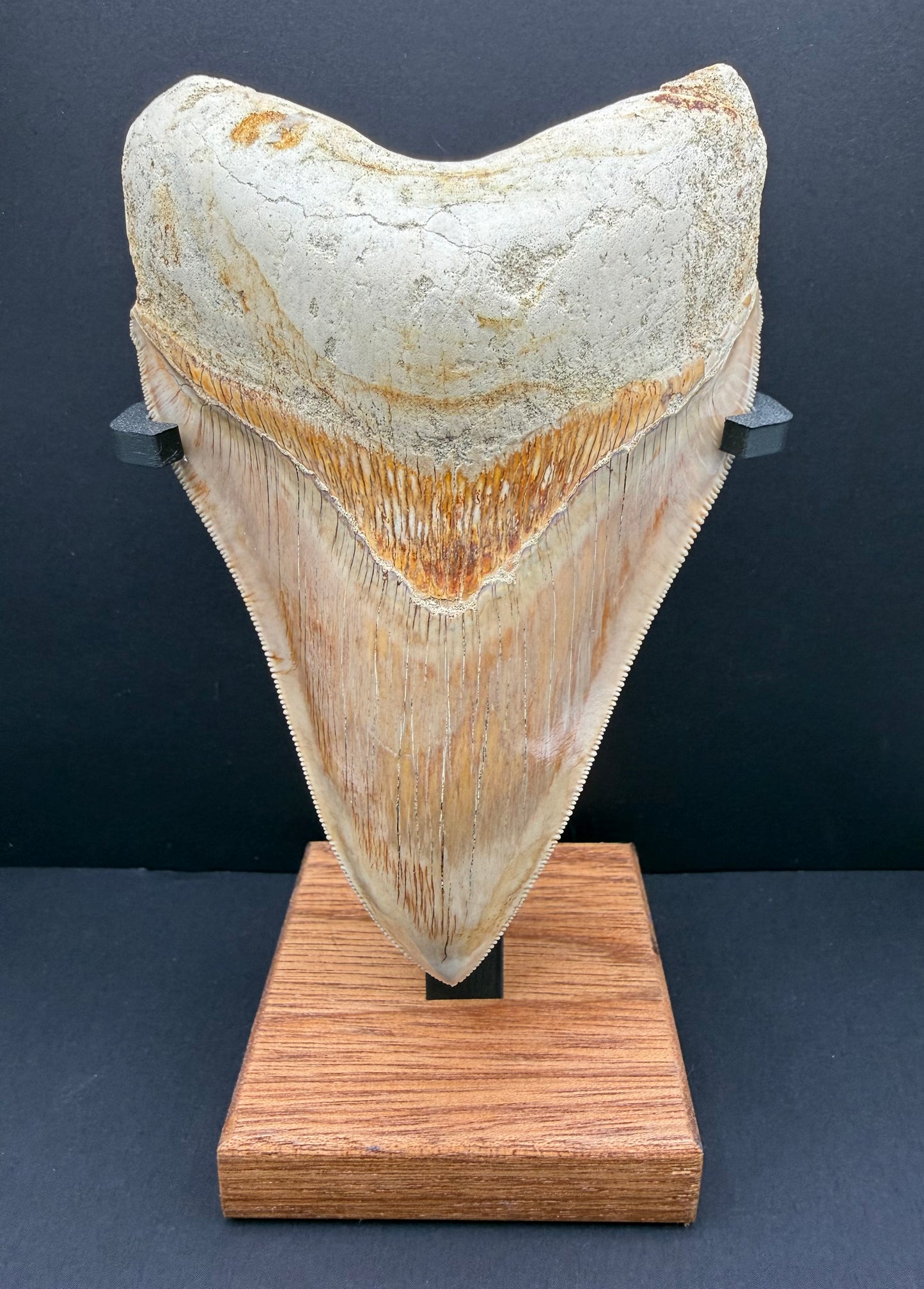 Megalodon Tooth