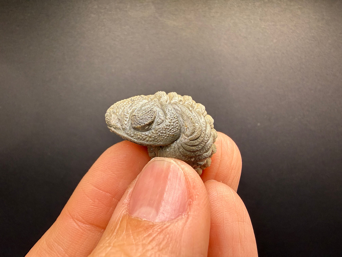 Enrolled Moroccops Trilobite