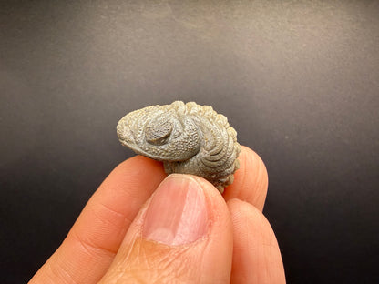 Enrolled Moroccops Trilobite