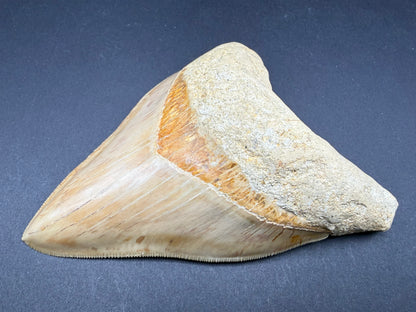 Megalodon Tooth