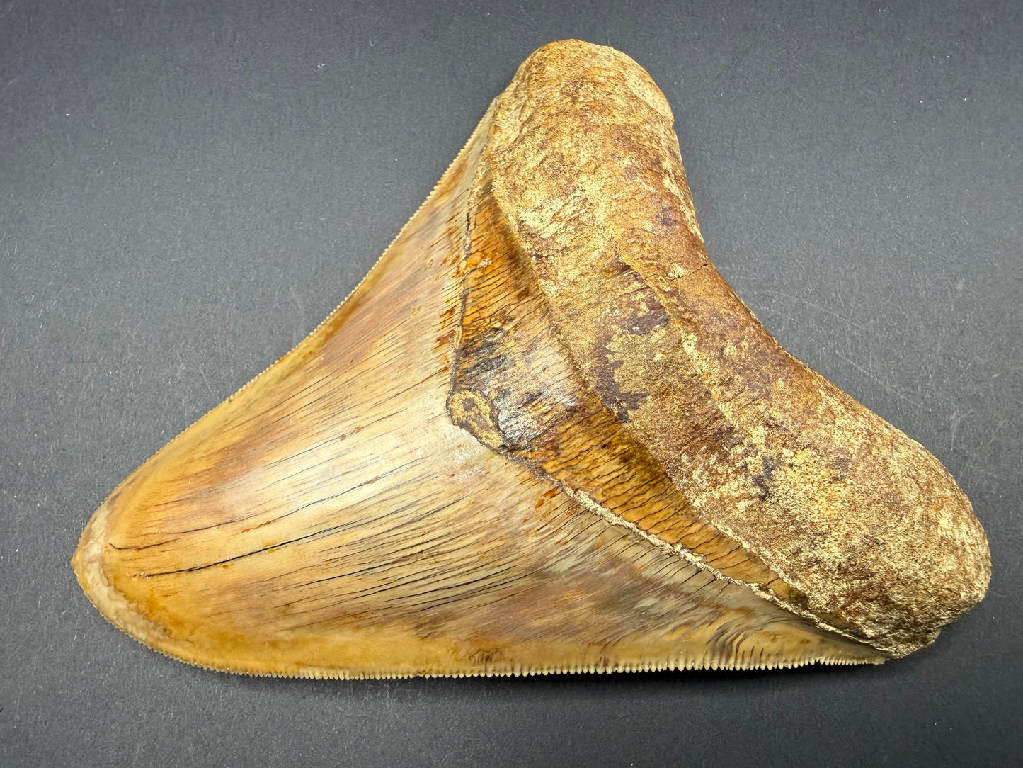 Megalodon Tooth