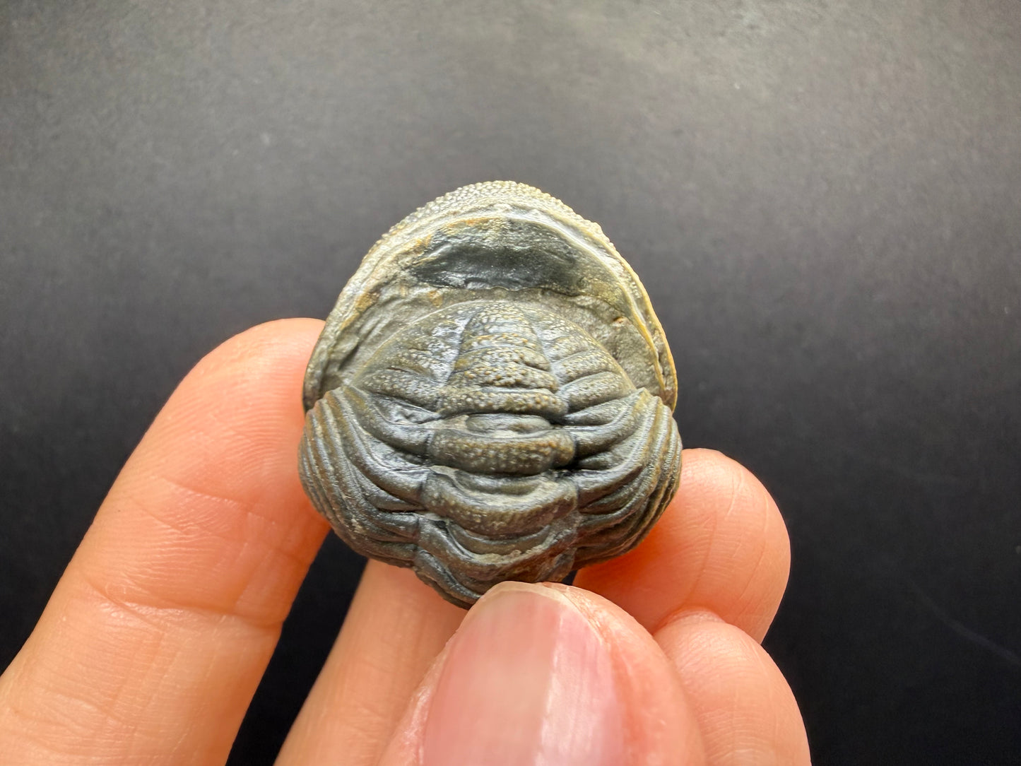 Enrolled Moroccops Trilobite