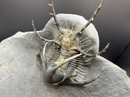 Ceratarges Trilobite