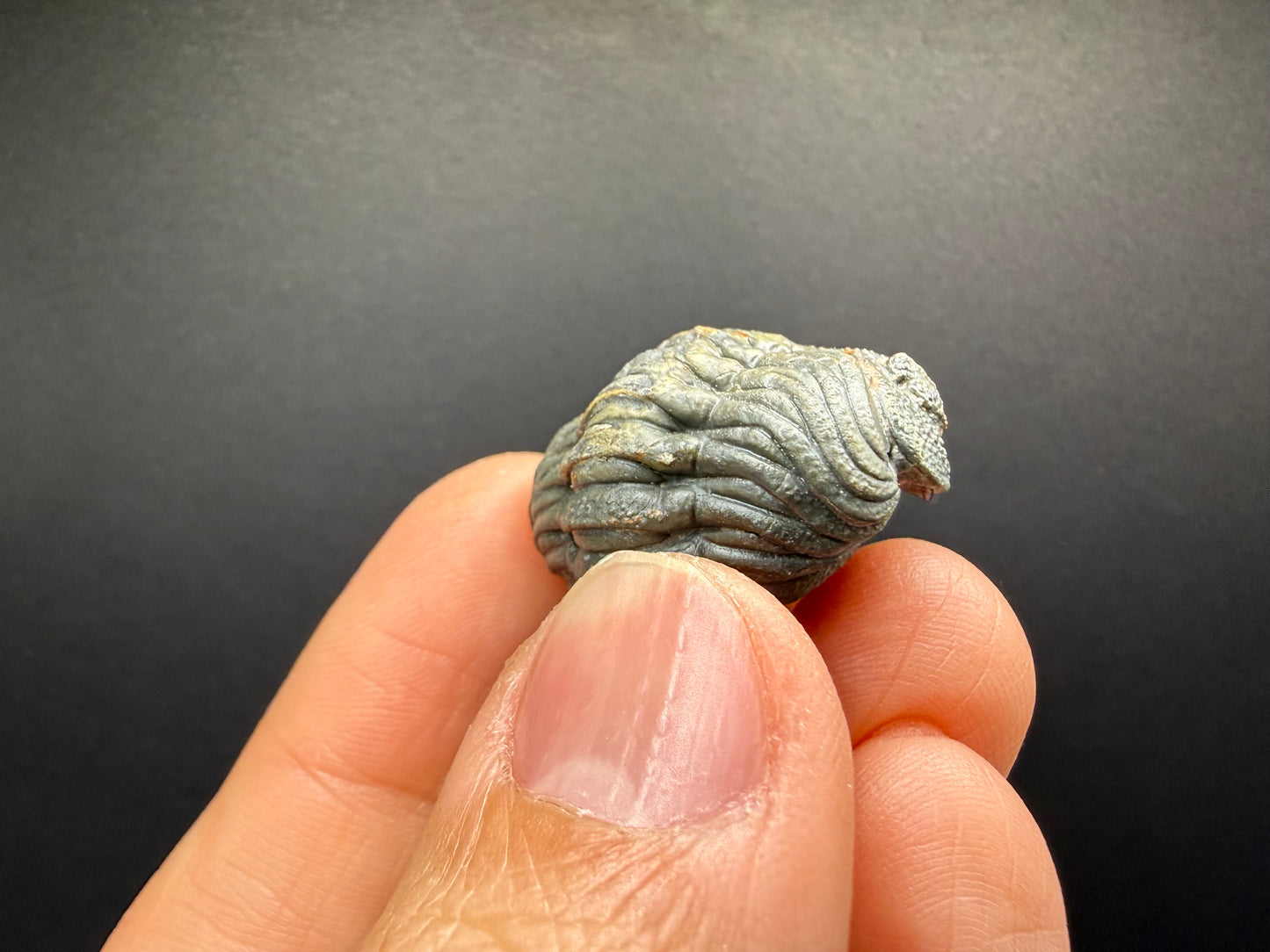 Enrolled Moroccops Trilobite