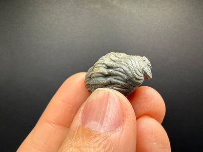 Enrolled Moroccops Trilobite