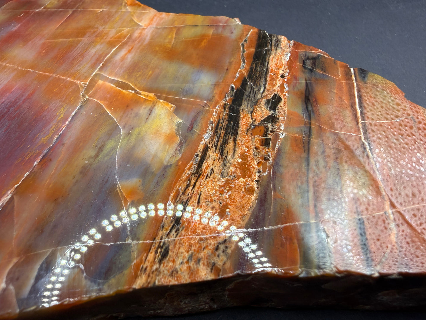 Rainbow Petrified Wood