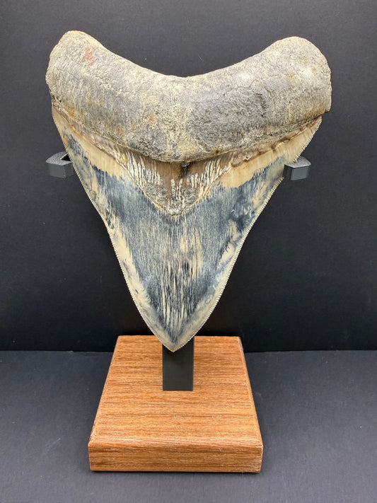 Megalodon Tooth