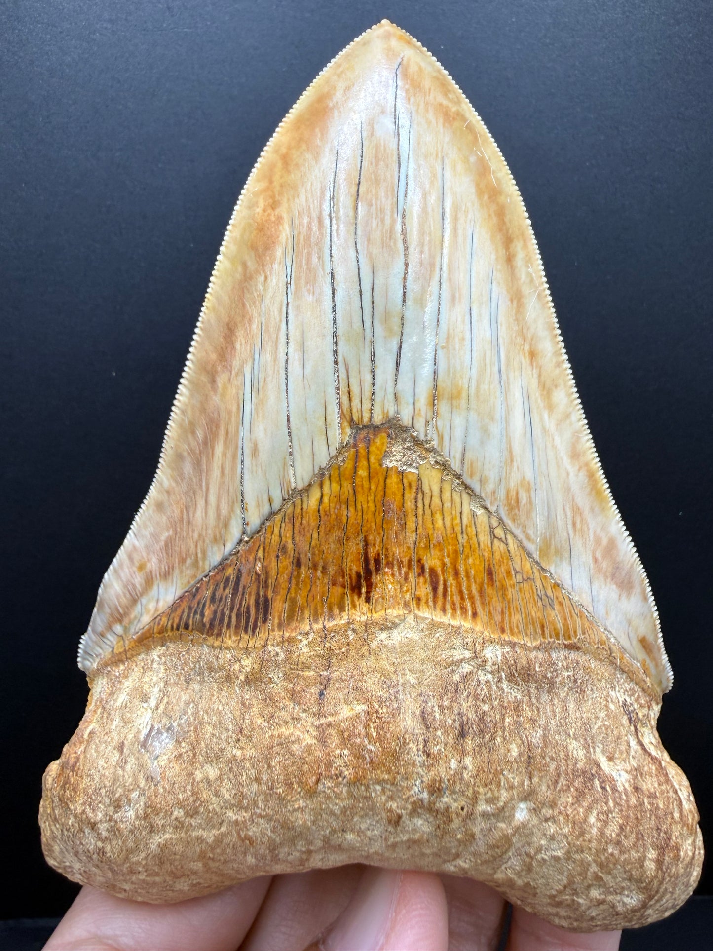 Megalodon Tooth