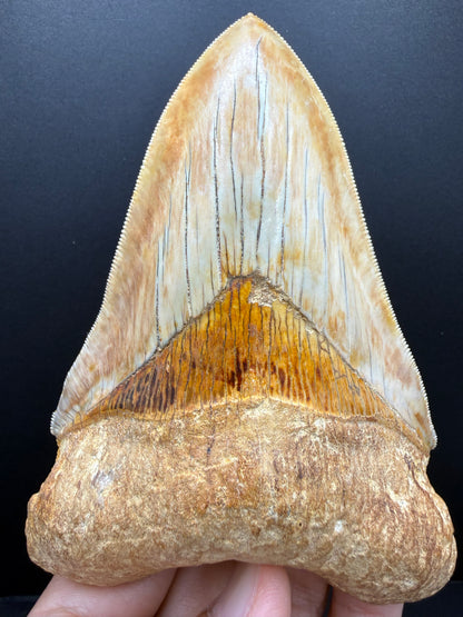 Megalodon Tooth