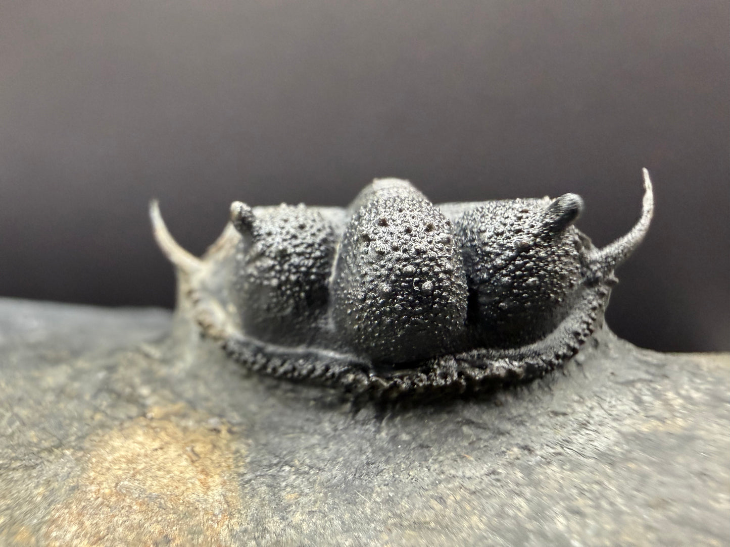 Cyphaspides Trilobite