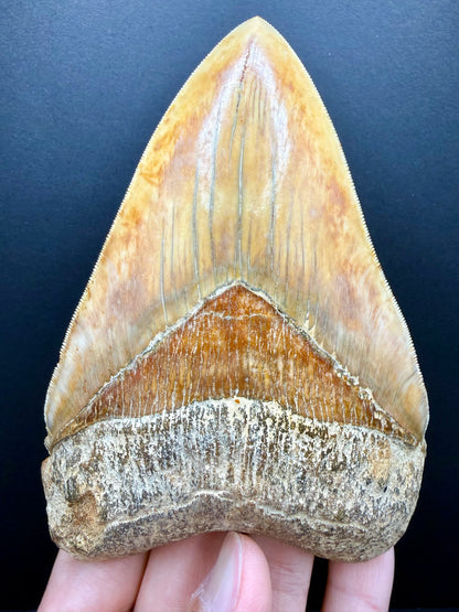 Megalodon Tooth