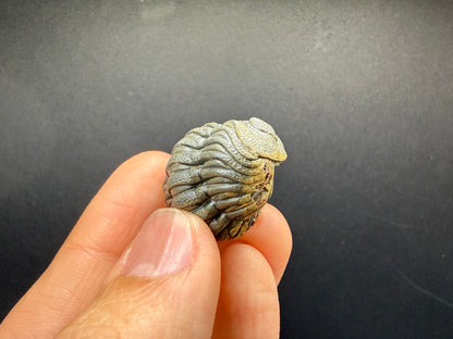 Enrolled Moroccops Trilobite
