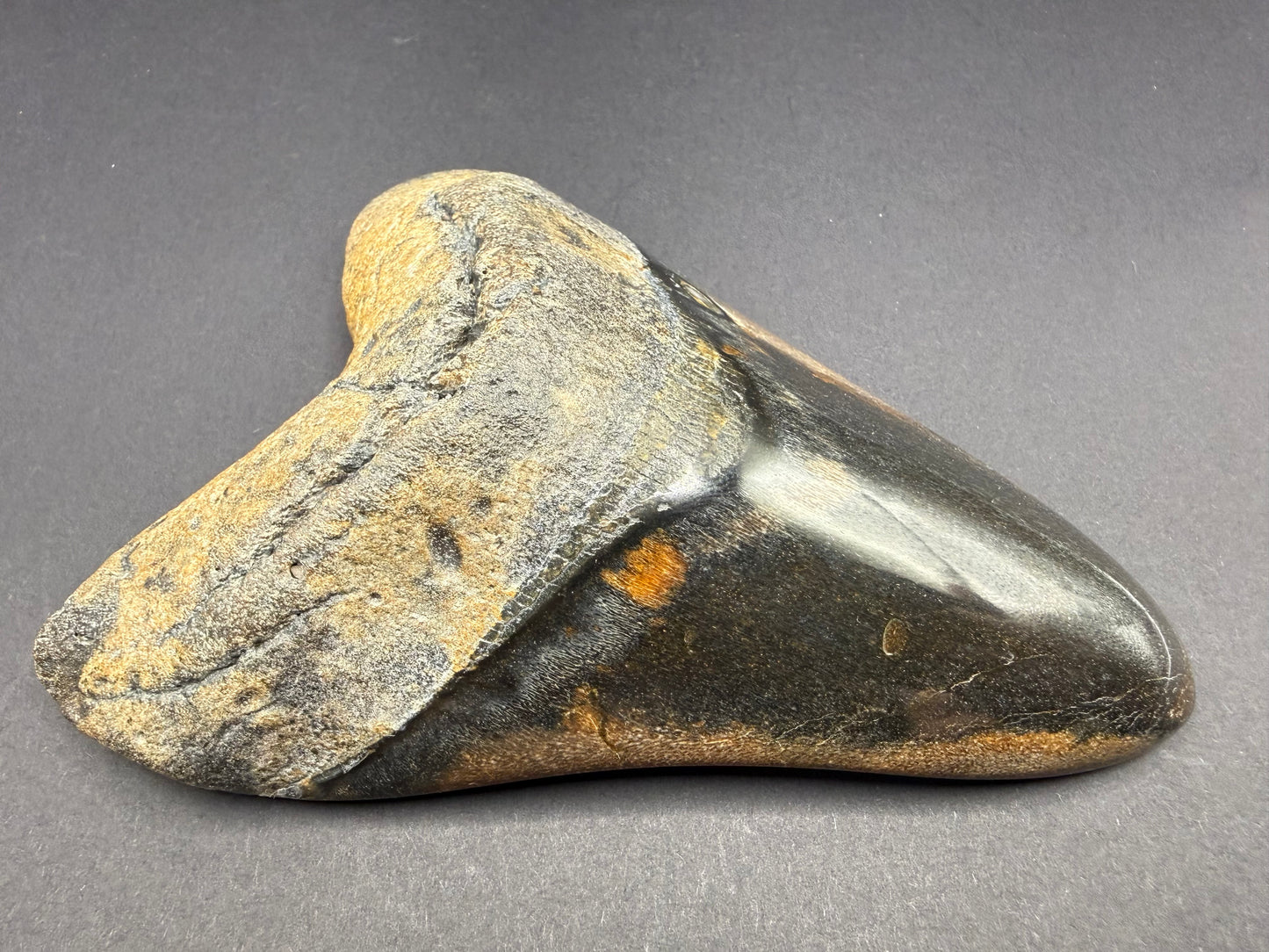 Megalodon Tooth