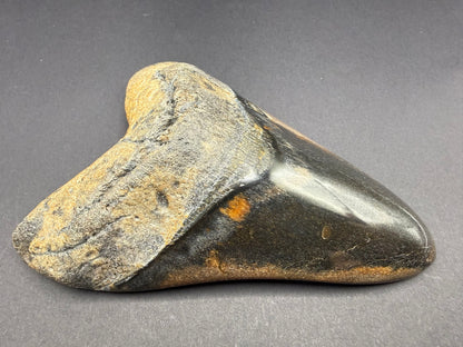 Megalodon Tooth