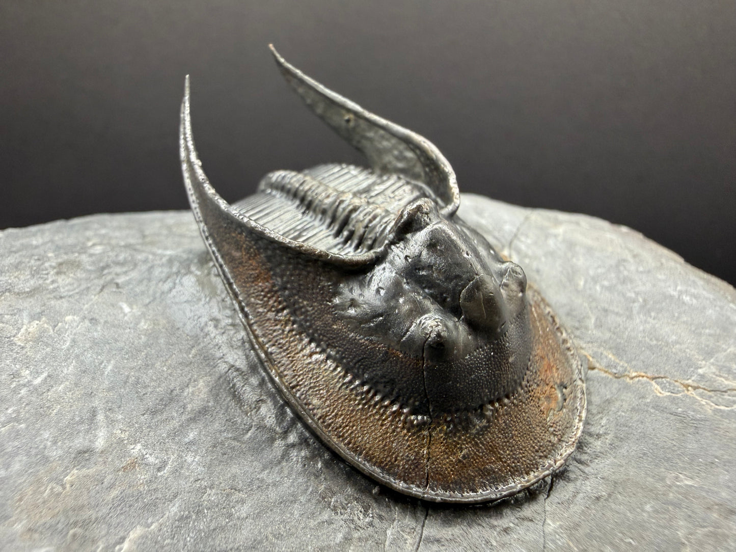 Harpes Trilobite