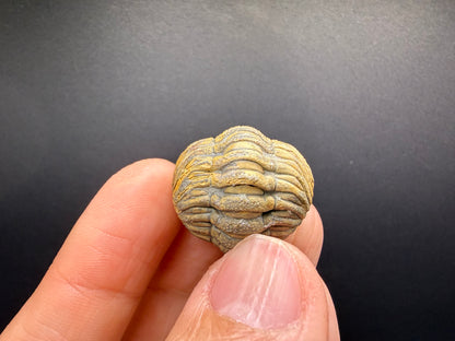 Enrolled Moroccops Trilobite