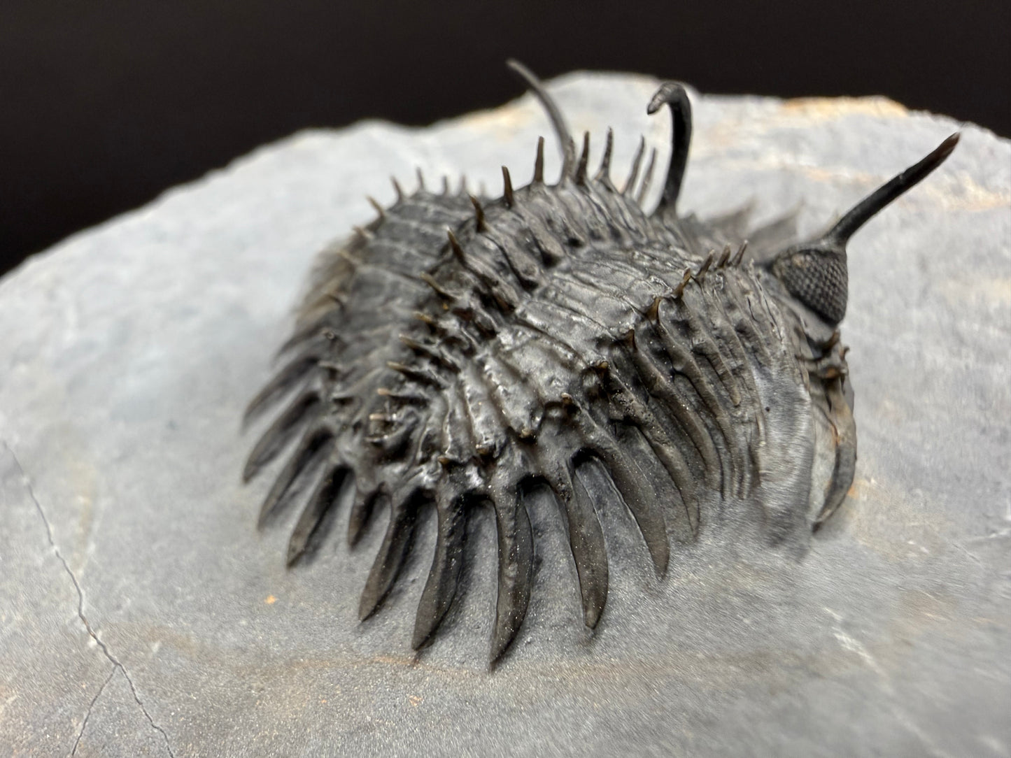 Walliserops Trilobite