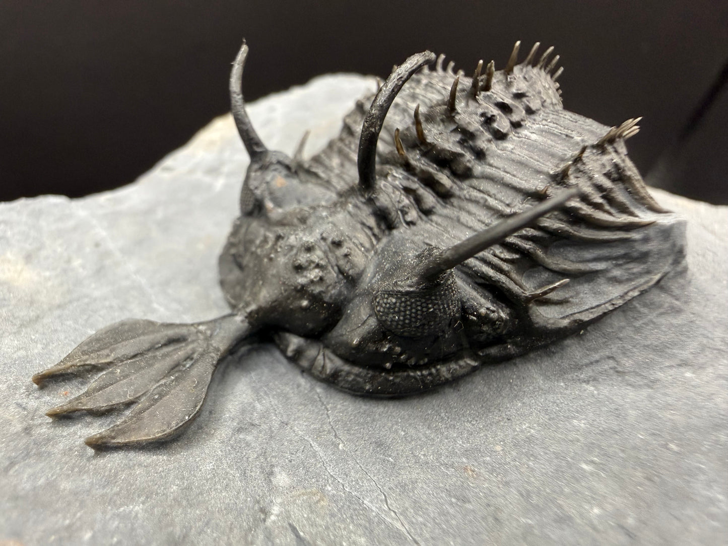 Walliserops Trilobite