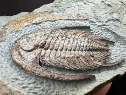 Neltneria Trilobite