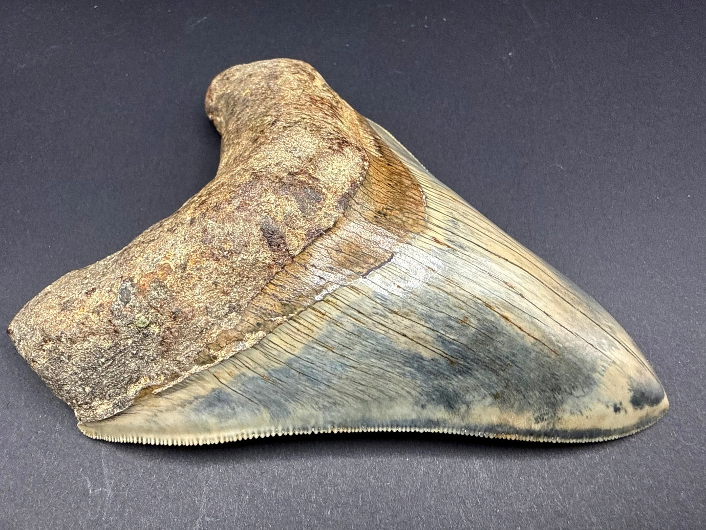 Megalodon Tooth