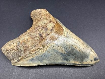 Megalodon Tooth