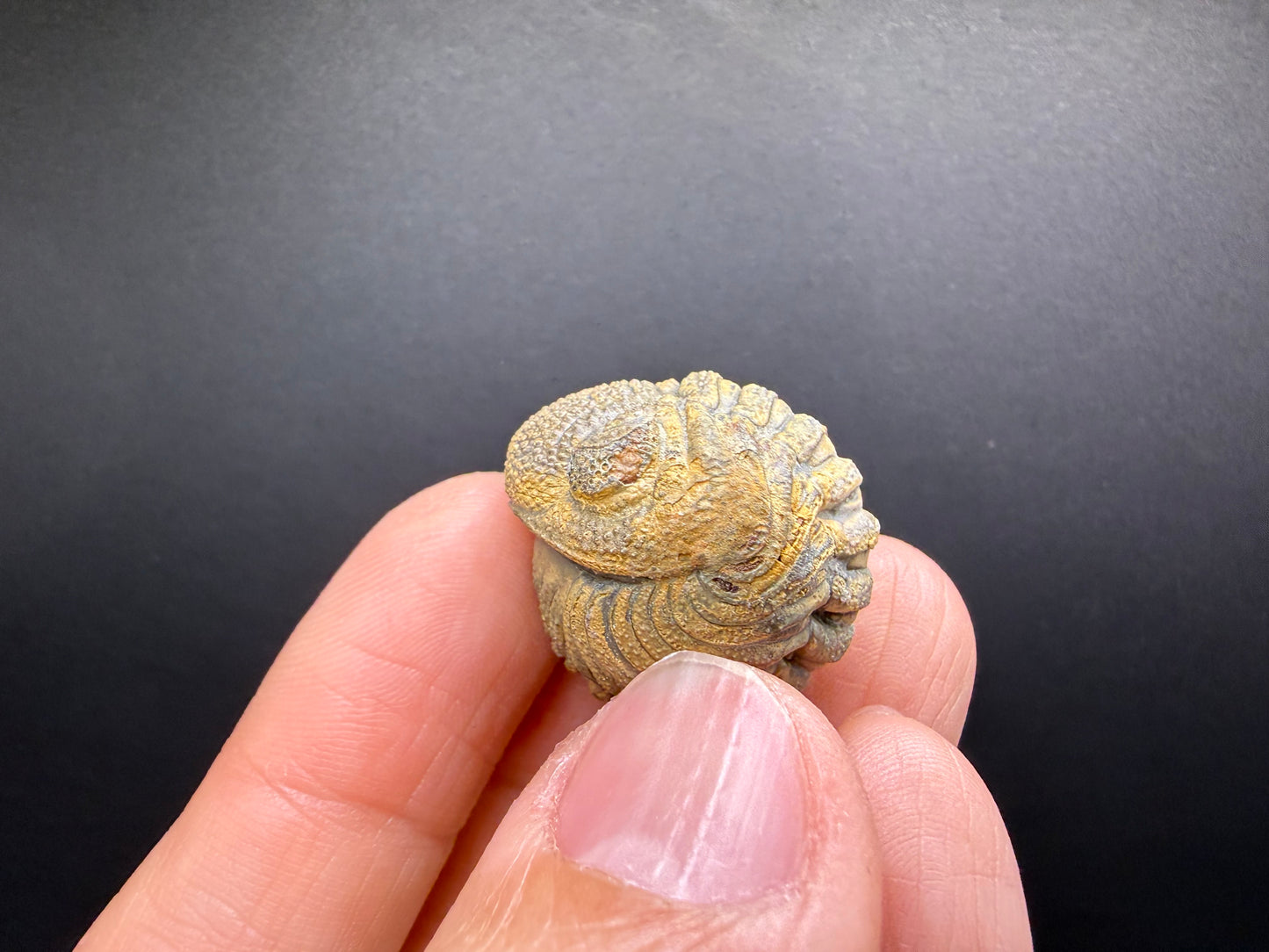 Enrolled Moroccops Trilobite
