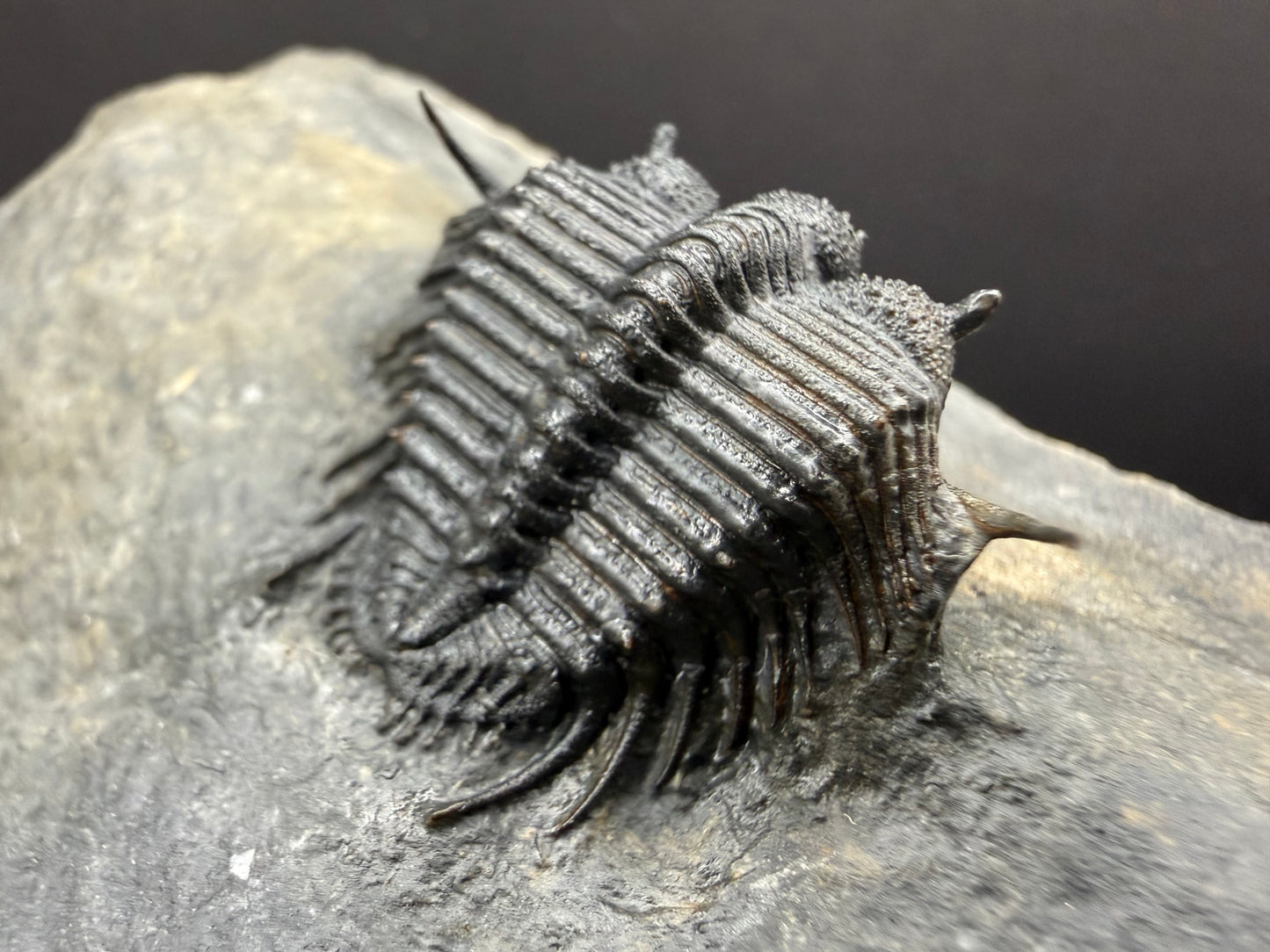 Cyphaspides Trilobite